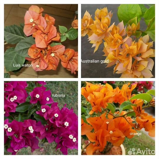 Бугенвиллия