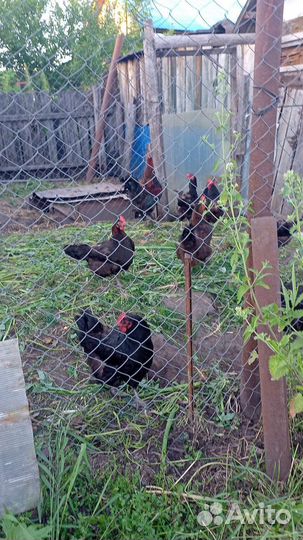 Куры несушки