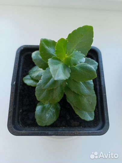 Каланхоэ белое и желтое