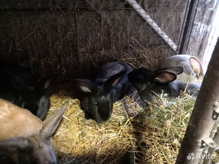 Продам взрослых кроликов, есть мальчики и девочки