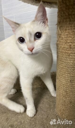 Невская маскарадная