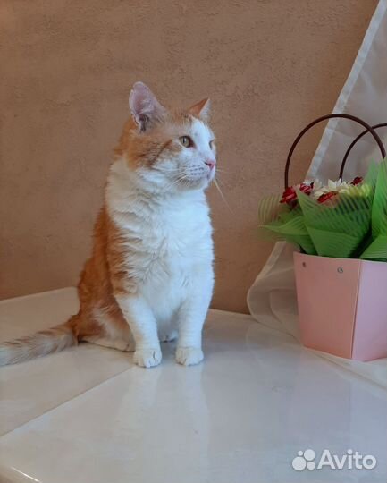 Кот ищет дом