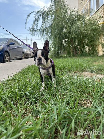 Щенки бостон терьер