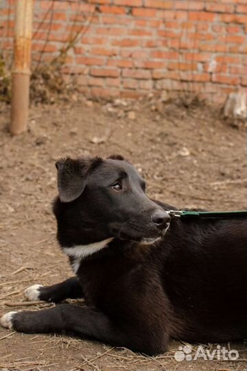 Молодая девочка в добрые руки