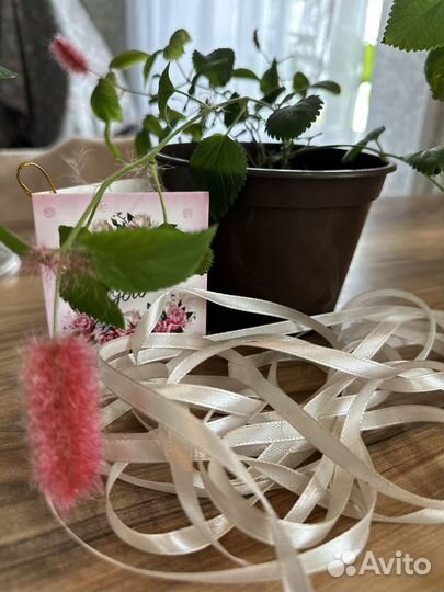 Цветочки к дню учителя