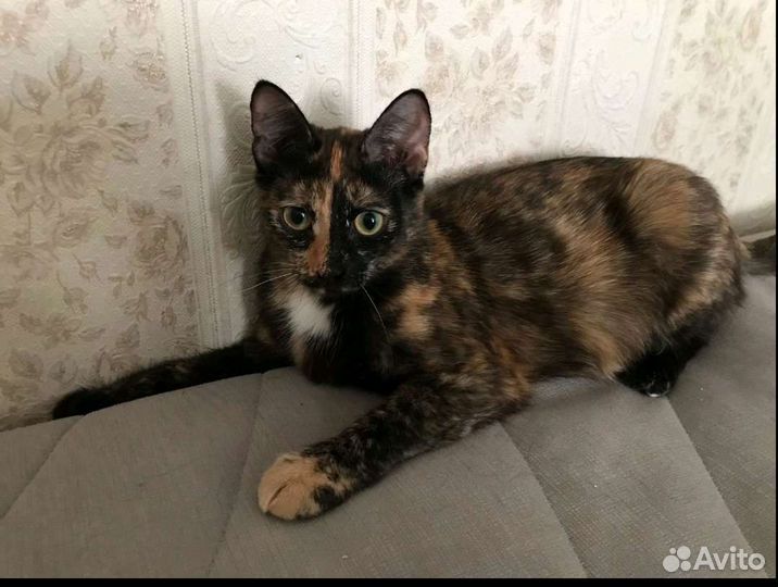 Кошечка ищет дом