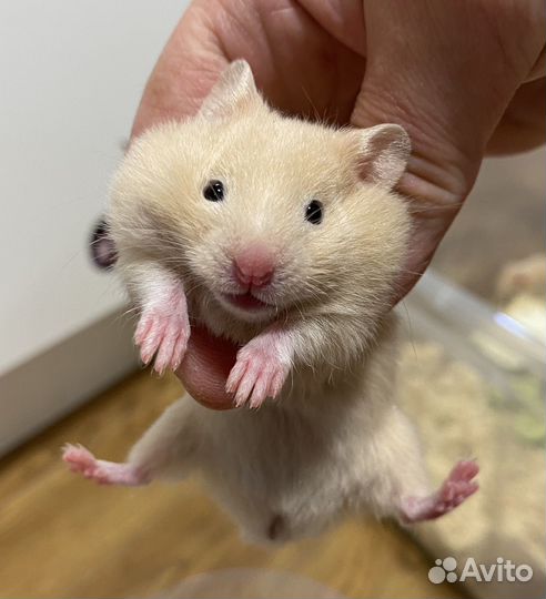 Хомячата из питомника