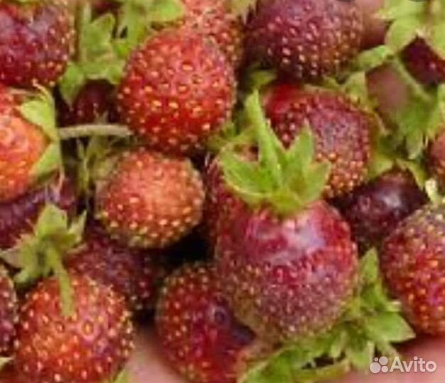 Саженцы земклубники пенелопа