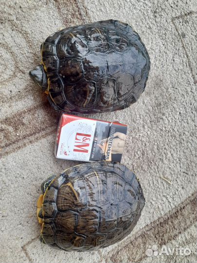 Черепахи 2шт.8лет