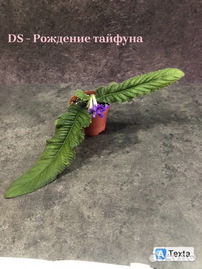 Стрептокарпус