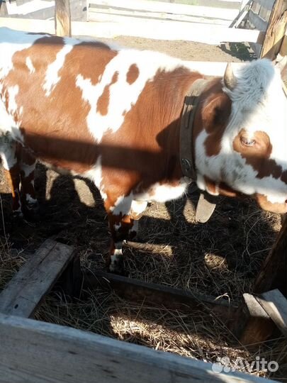 Корова и тёлка