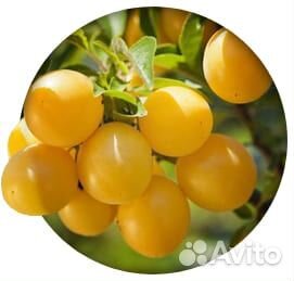 Саженцы плодовых деревьев,кустарники