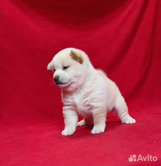 Сиба ину щенки белого окраса
