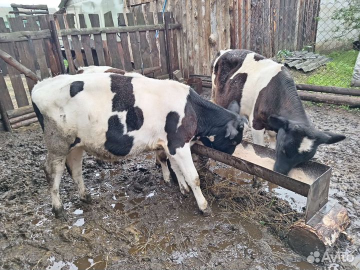 Бычки и телята