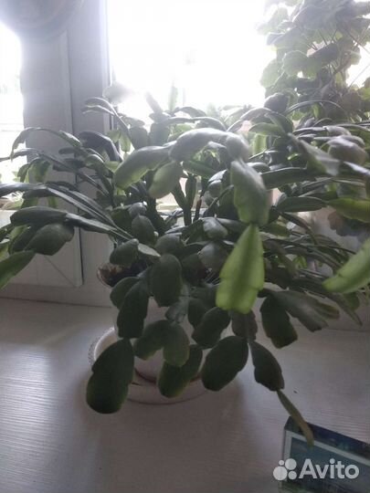 Цветок декабрист