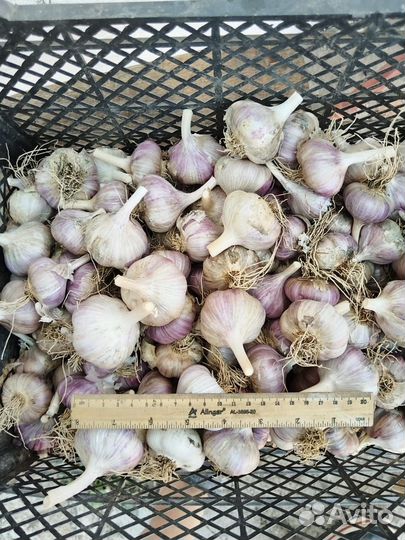 Продам чеснок