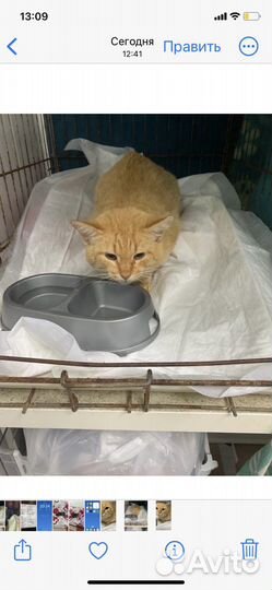 Ищет дом молодой котик