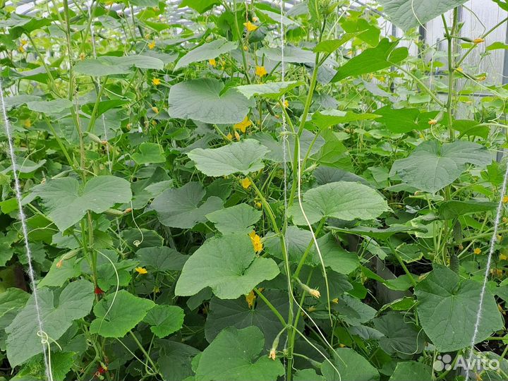 Продаются огурцы