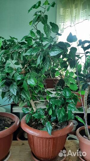 Цветы для офиса и дома