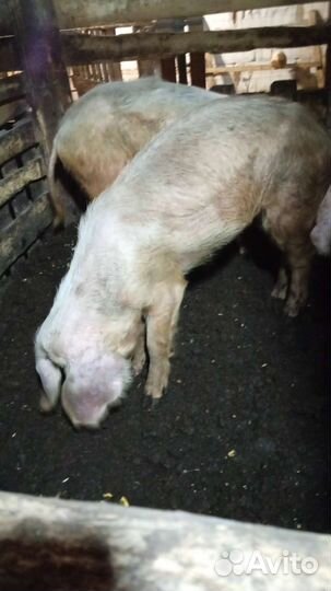 Свиноматки на откорм