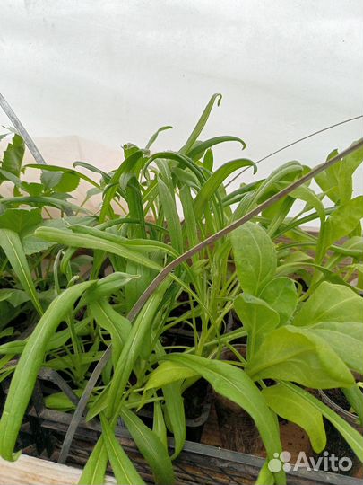 Рассада помидоров томатов, перцев, 80 сортов