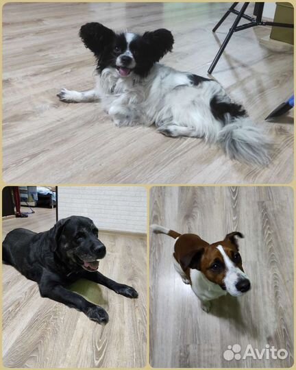 Передержка собак