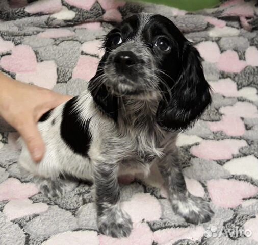 щенки спаниель спб. русский охотничий спаниель серый. русский охотничий спаниель щенки. щенки спаниель спб. спаниели санкт-петербурга русские охотничьи.