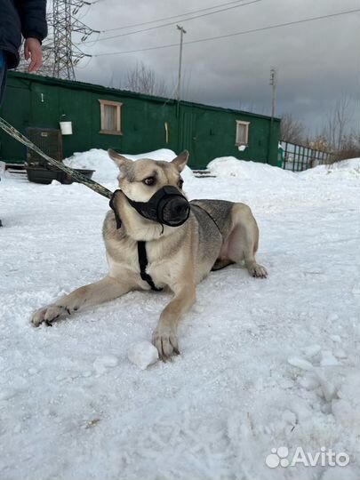 Собака в добрые руки