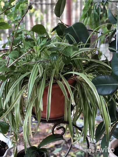 Хлорофитум