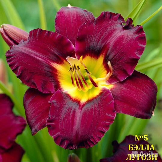 Многолетние Лилейники сортовые