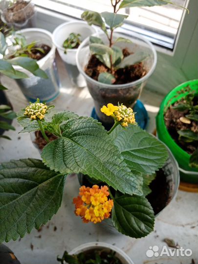 Лантана отводки с корнями