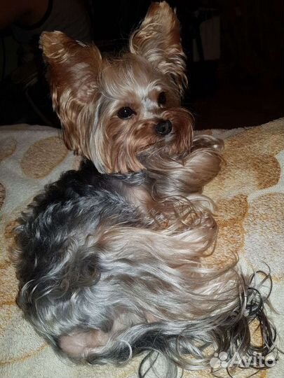 Йоркширский терьер мини беби фейс вязка