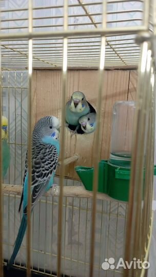 Попугаи волнистики