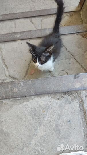 Котеночек в дар