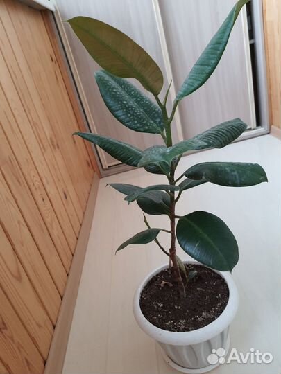 Комнатные растения