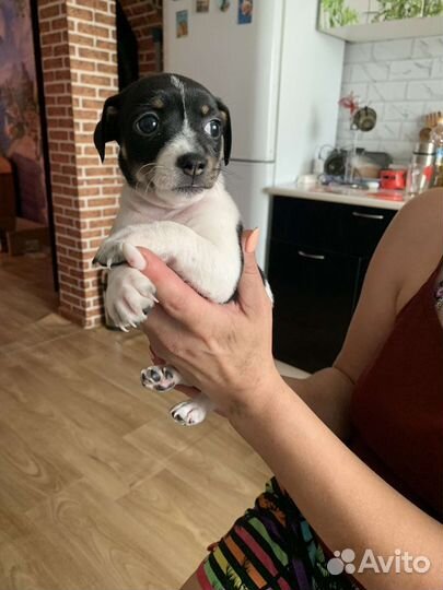 Той-терьер девочка