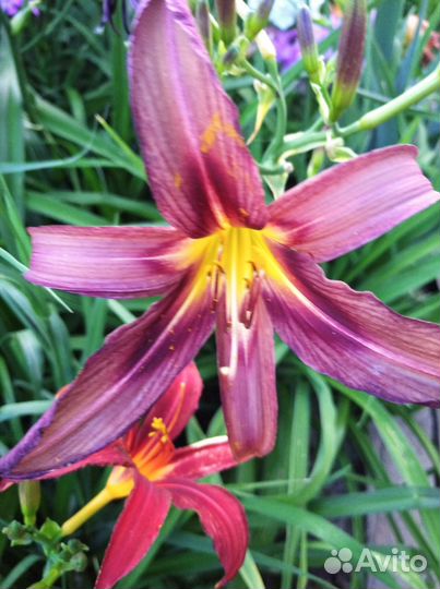 Продам лилейники