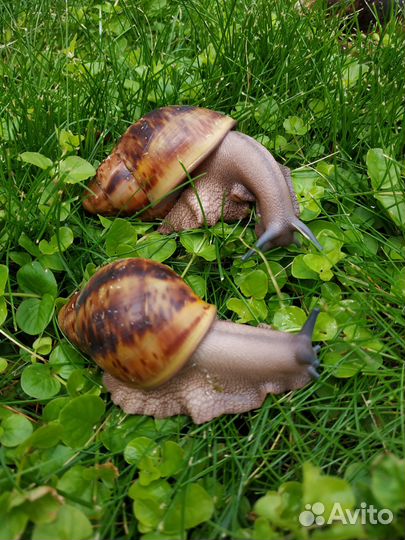 Улитки архахатины овум (стандарт и гипомеланик)