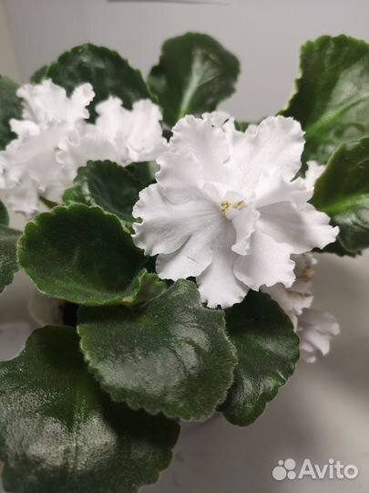 Комнатные цветы фиалки