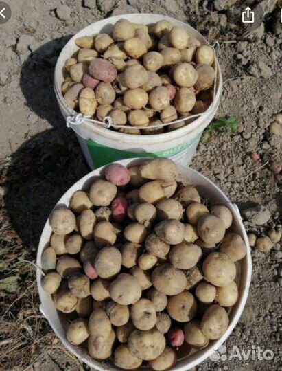 Картофель мелкий