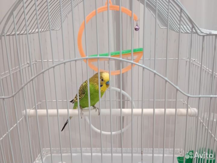 Волнистый попугай Сёма