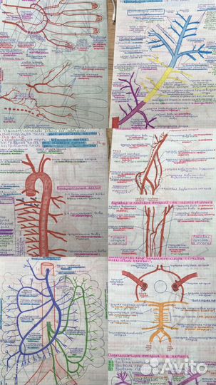 Репетитор по анатомии, гистологии, биохимии