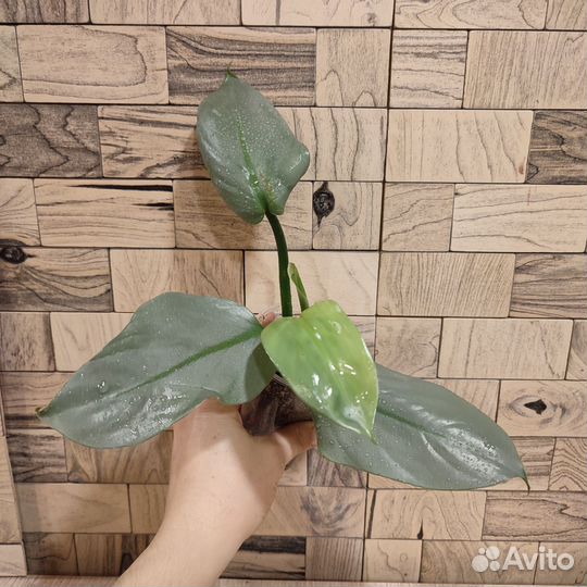 Филодендрон хастатум