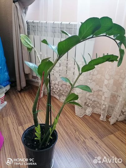 Замиокулькас