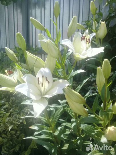 Лилейник и его садовые друзья