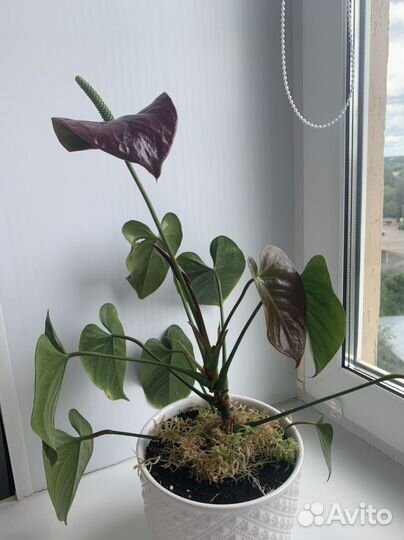 Антуриум Black Queen и Pink Queen