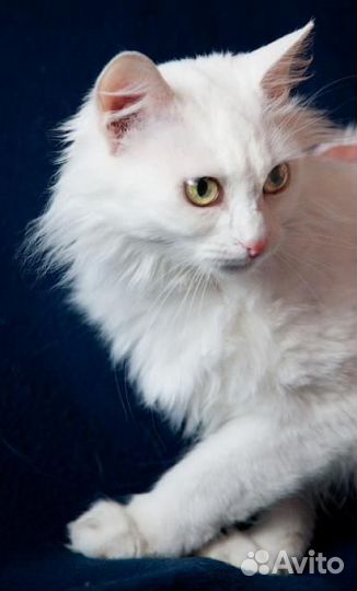 Ласковая ангорская кошка Белоснежка - 8 мес