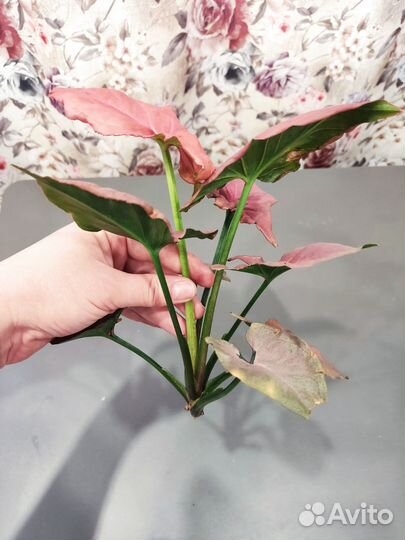 Сингониум Raspberry Cream