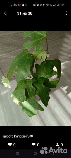 Комнатные цветы