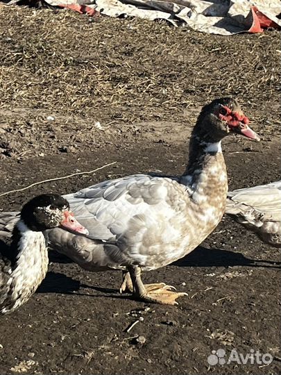 Мускусные селезни